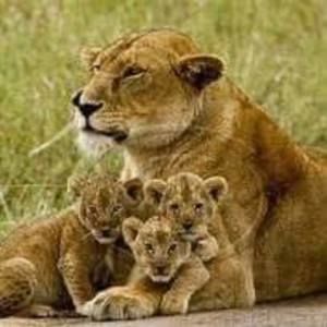 Meet your Posher, Lynne